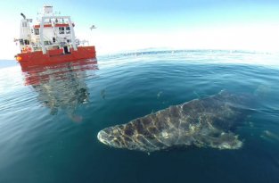 Ученые: гренландская акула - главный долгожитель среди позвоночных (3 фото)