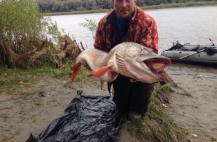 Новосибирский рыбак поймал щуку длиной с человека (2 фото)