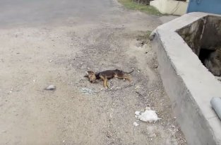 Спасение щенка (5 фото + видео)