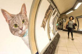Станцию лондонского метро украсили фотографиями кошек из приютов (7 фото)
