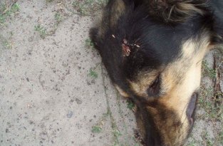 В Киеве неизвестные жестоко убили собак
