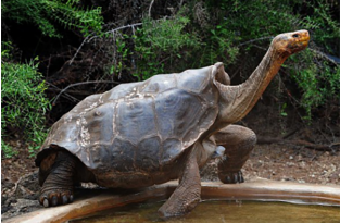 Самец галапагосской черепахи в одиночку спас свой вид от вымирания (2 фото)