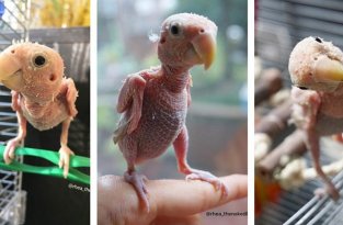 Попугай без перьев стал звездой интернета (10 фото)