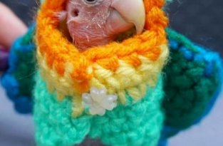 Бесперый попугай стал звездой соцсетей (9 фото)
