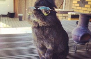 Смешной кролик в очках спровоцировал битву фотошоперов (11 фото)