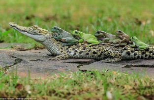 Храбрые лягушки решили станцевать на спине у крокодила (8 фото)