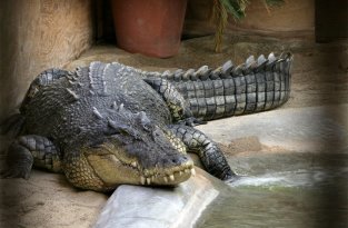 Самый большой крокодил в мире (4 фото)