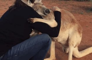 Благодарная кенгурушка каждый день приходит пообниматься со своими спасителями (6 фото)