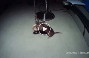 Мышь ворует баранку