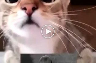 Впечатлительный кот смотрит триллер Психо
