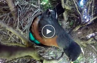 Установленная над гнездом камера сняла птичью трагедию