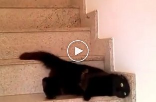 Кот изобрел оригинальный способ спуска по ступенькам