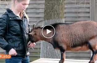 Девушка научила домашних коз и кур выполнять собачьи трюки