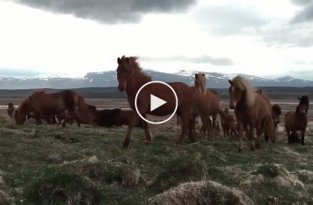 Любопытные дикие лошади в Исландии