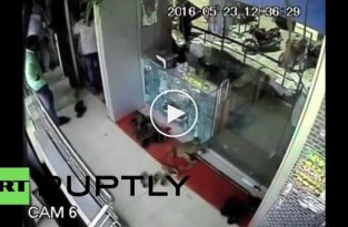 Умный примат совершил налёт на ювелирный магазин в Индии