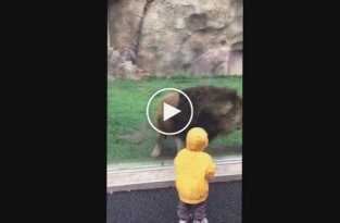 В японском зоопарке лев попытался напасть на 2-летнего мальчика