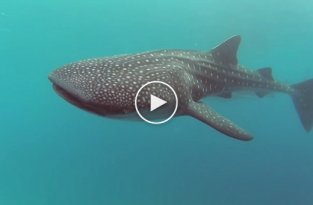 Завораживающее купание с гигантской китовой акулой
