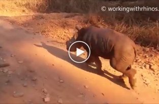 Прогулка с детенышем носорога 