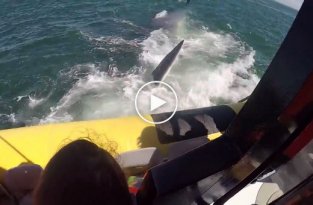 Гигантский кит проплыл прямо под лодкой  