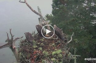Белоголовый орлан унес детеныша скопы 