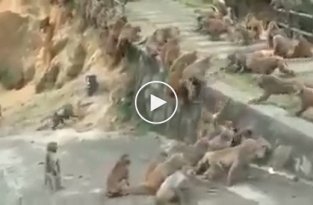 Две группировки обезьян устроили массовую драку на глазах у туристов   