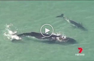 В Австралии китенок спас маму, застрявшую на песчаной отмели
