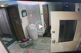 Менеджер отеля спас собаку, которую чуть не задушило поводком, зажатым дверьми лифта  