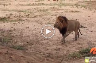 Нападение льва на леопарда сняли на видео