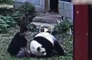 В китайском зоопарке панда атаковала пристававшего к ней посетителя
