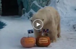 Белый медведь и тигрица «предсказывают» результаты президентских выборов в США