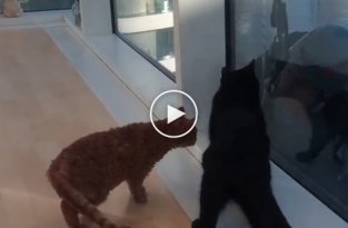 Мойщики за окном развлекают котов