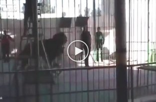 Львы загрызли дрессировщика в Египте
