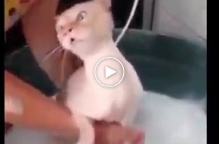 Реакция кота на воду