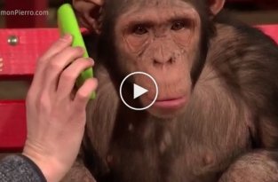 Этому шимпанзе показали фокус с планшетом. Его реакция бесподобна!