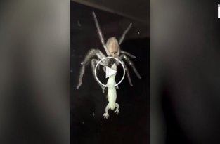 Огромный паук начал пожирать ящерицу во время ужина австралийской семьи