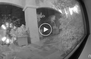 В Сан-Франциско пума расправилась с оленем во дворе дома