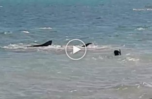 В Австралии собака решила поиграть с тигровой акулой