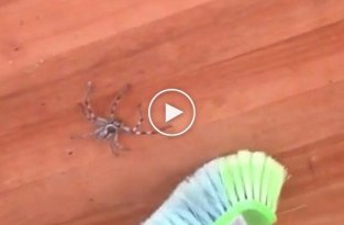 Как австралийские пауки развлекают местных жителей