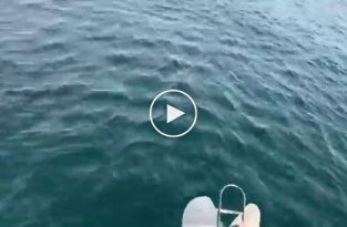 Рыбаки пришли в неописуемый восторг, увидев прыгающую акулу