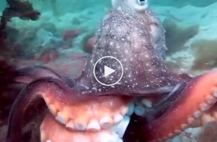 Потревоженный осьминог пытается напугать дайвера своими размерами