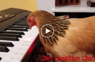 Мелодия песни America the Beautiful в исполнении курицы