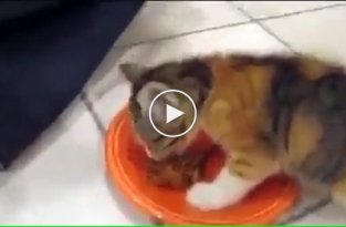 Жадный котенок не хочет делиться едой