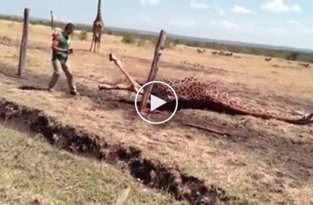 Молодые люди спасли жирафа который попал в ловушку, всунув лапу в забор