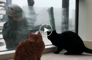 Кот, который действительно наслаждается мытьем окон