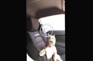 Хозяин решил прокатить собаку на скоростной машине, но ей это не понравилось