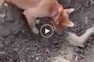 Собака хоронит своего друга