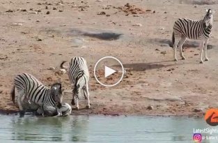 Агрессивный самец зебры попытался утопить детеныша
