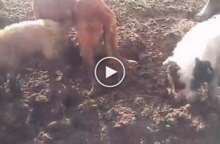 Гончие собаки с помощью хозяевов вылавливают полевок в поле