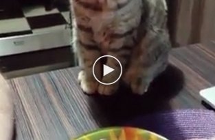Человек кушает при пристольном внимание кота