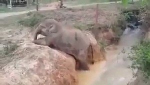 Мама всегда придет на помощь! Слониха помогла маленькому слоненку выбраться из водоема